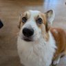 やまだな 的头像