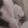 ハナちゃん☕ profil fotoğrafı