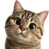 kitty's profile picture