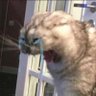 Profilbild von 🙀nyan-nyan😾