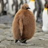 Frank le pingouin's profile picture