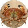Фото профиля Crabby Chris