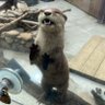 ✯ profil fotoğrafı