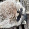 ToGoonOrNotToGoon? profil fotoğrafı