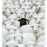 Black Ram 的头像