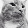 Profilbild von Icy