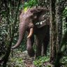 Forest Elephant 的头像