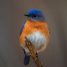 Bluebird's profile picture