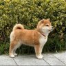 棒棒糖爱分享 profil fotoğrafı