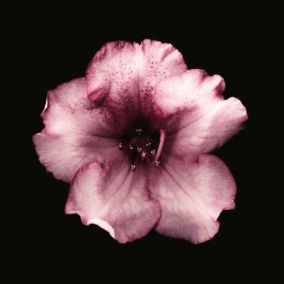 itshelenwhat's profile picture