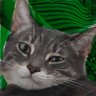 Profilbild von El Gato Pepe 🇺🇸🇨🇺