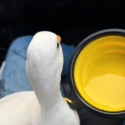 democracythe2nd's profile picture