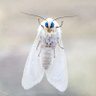 BehindBlueEyes 的头像