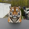 老虎不吃飯飯's profile picture