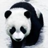 一个好人🇨🇳's profile picture