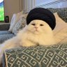 Radmoh's profile picture