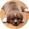 🎺トランペット犬🐶🐾🥰夢無限🏇的場均神様𝐆𝐫𝐚𝐬𝐬 𝐖𝐨𝐧𝐝𝐞𝐫🌸's profile picture
