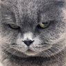writer's profile picture