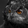 奇路美股's profile picture