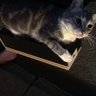 Vinnie's profile picture