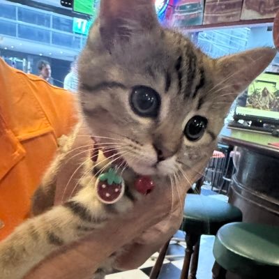 てんちょ(George Local)'s profile picture