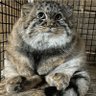 ファニーボーン現象 profil fotoğrafı