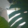 Фото профиля yesica gonzalez