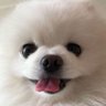 そこら辺の専門生 的头像