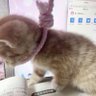 Seapuppy profil fotoğrafı
