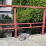Piro profil fotoğrafı
