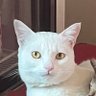 Фото профиля apple. bigcatsser