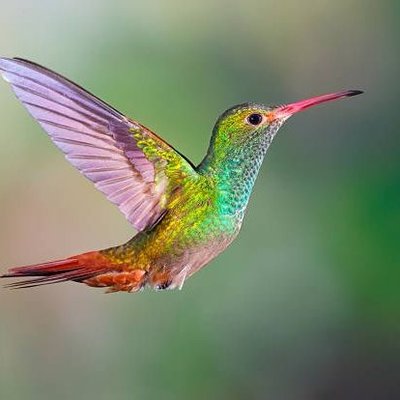 Birds Colour 🕊️'s profile picture
