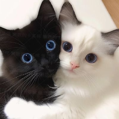cat's profile picture
