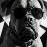 Profilbild von Pawzzle