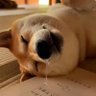 Фото профиля 倦犬(Kenken)互F