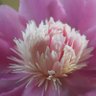 Фото профиля @Paeonia