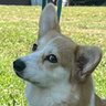 Hbrd Corgi's profile picture