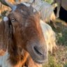 BAKRA's profile picture