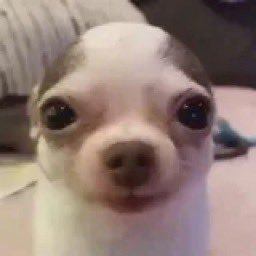 soggyseashell's profile picture