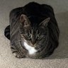 Roger The Cat's profile picture