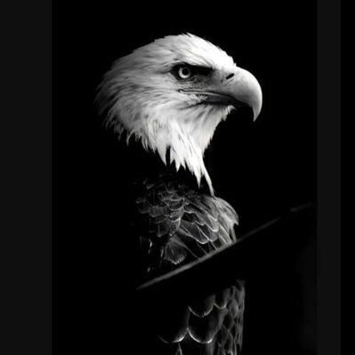 patel41176's profile picture