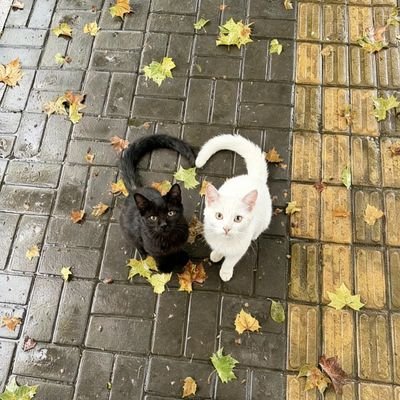 LooKHINfanboyGL's profile picture
