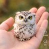 owl 的头像