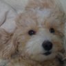 KiddoJeans0 (INJ) IVE 아이브 - BLACKHOLE's profile picture
