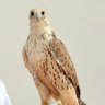 عبدالله المفضلي's profile picture
