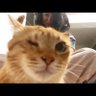 Müezza. The Cat - Türk/ Oğuz's profile picture