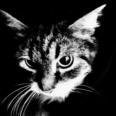 Garavolli ރ's profile picture