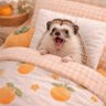 🟧ひとちゃん🦔子供の未来を守りたい。お年寄りにも優しくね🥺無関心の壁ぶち壊し隊 profil fotoğrafı