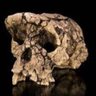 Teuthis_Dux profil fotoğrafı