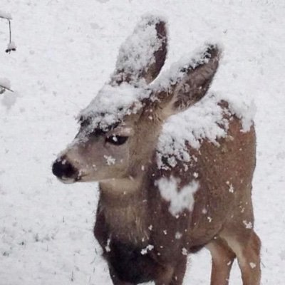 rather dubious deer's profile picture